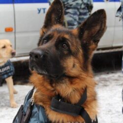 Служебные животные: надёжные помощники в охране правопорядка